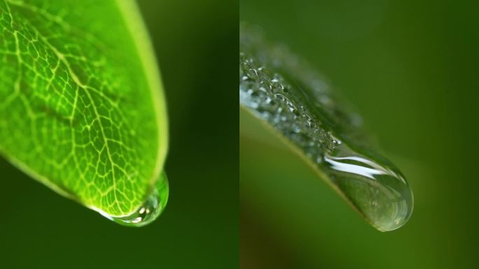 谷雨 雨滴 雨中 雨后 水滴叶子 水珠