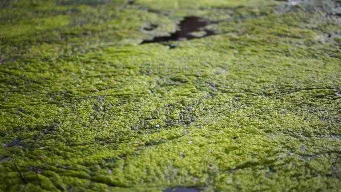 水藻 绿藻 蓝藻爆发 蓝藻污染 水藻污染