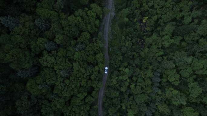 汽车行驶在森林小路