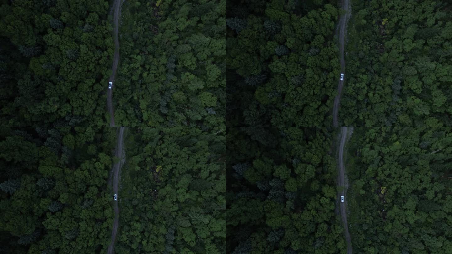 汽车行驶在森林小路