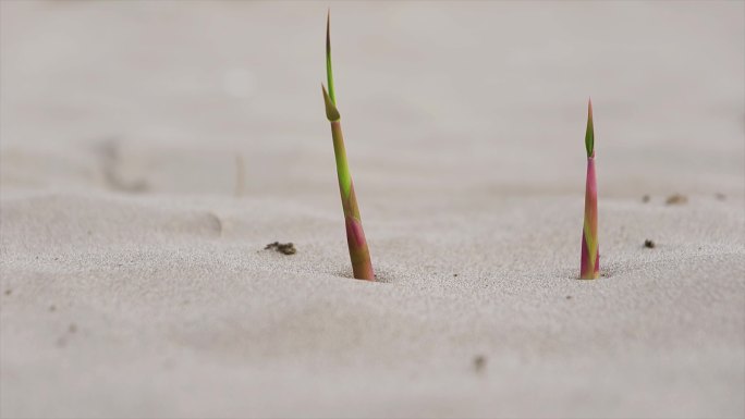 沙漠中植物发芽生命力顽强