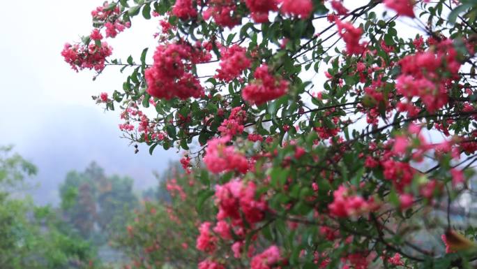 雨后树上的花