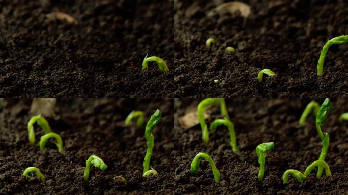 植物生长 破土 种子发芽 延时摄影