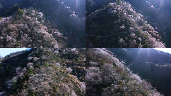 金华磐安东川野樱花航拍