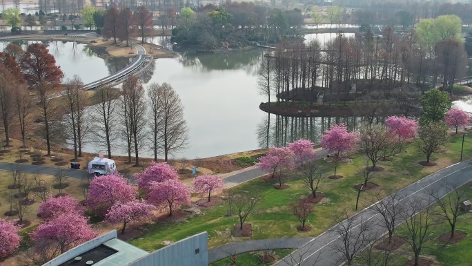 航拍公园樱花树