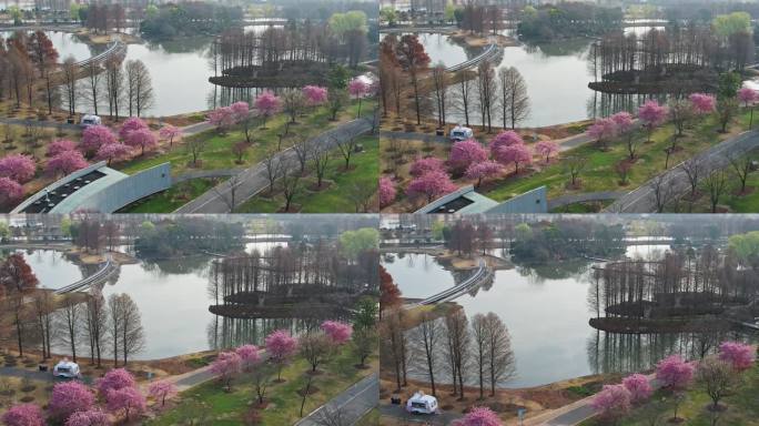 航拍公园樱花树