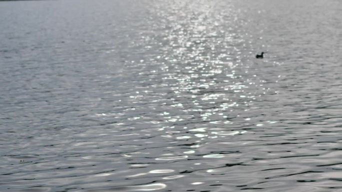 鸭子湖面波光粼粼