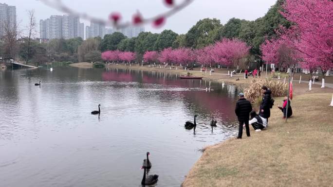 城市公园红梅花开天鹅湖白天鹅黑天鹅