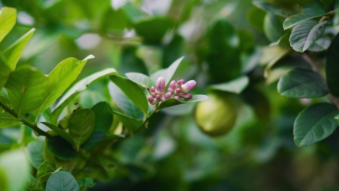 花蕾开花柠檬