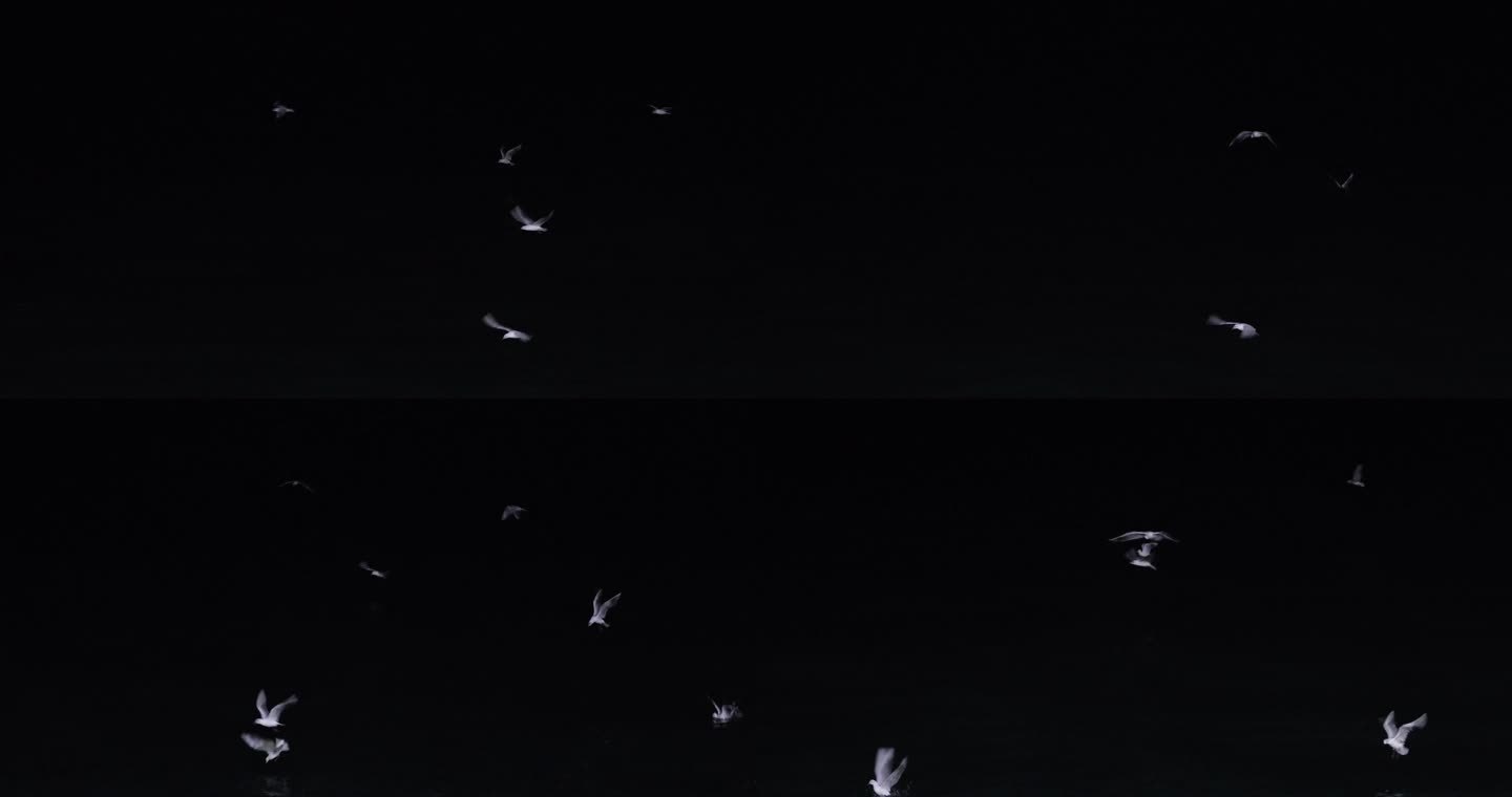 4kl1广东雷州市海上夜景拍摄（海鸥）3