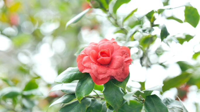 茶花实拍