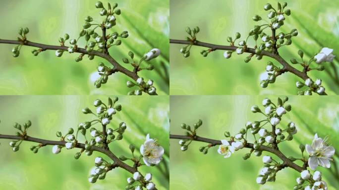 李花李子花开花延时摄影