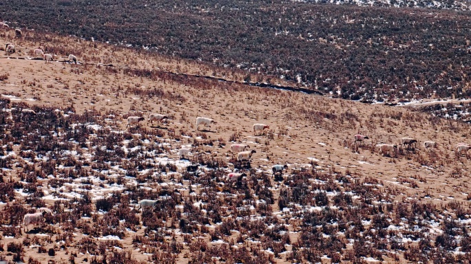 青藏高原 冬天 牧场 羊群 山坡 绵羊