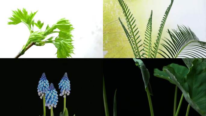 合辑 春天各种植物发芽生长延时摄影(一）
