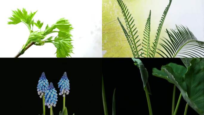 春天各种植物发芽生长延时摄影大合集(一）