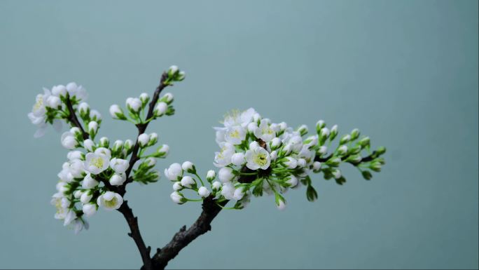 李花李子花开花延时摄影