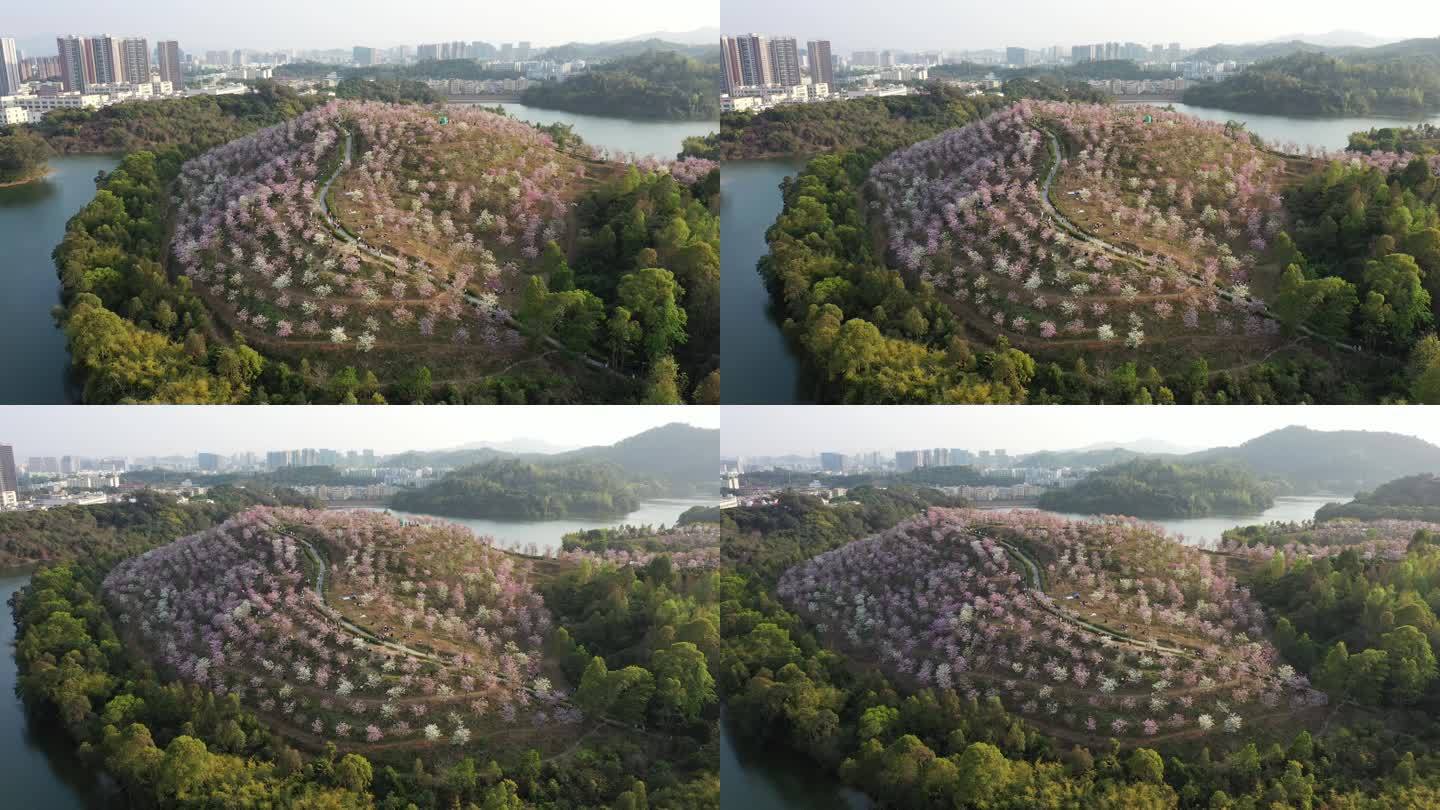 平湖紫荆花