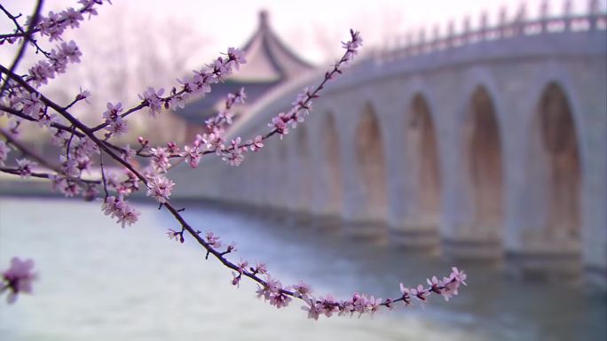初春桃花盛开的颐和园十七孔桥
