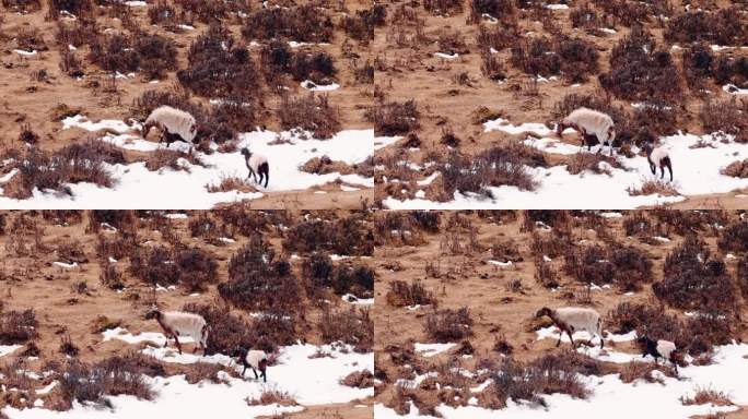 青藏高原 冬天 牧场 山坡 绵羊