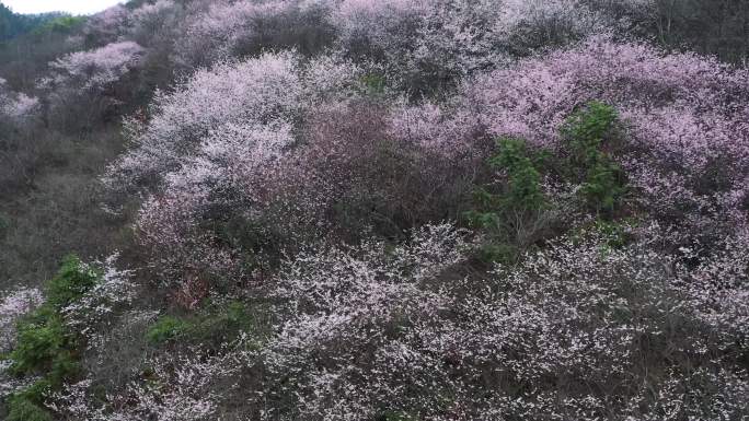 浙江浦江花桥野樱花风光航拍合集