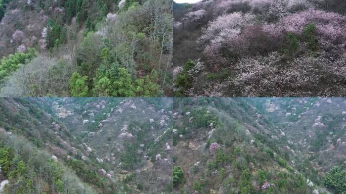 浙江浦江花桥野樱花风光航拍合集