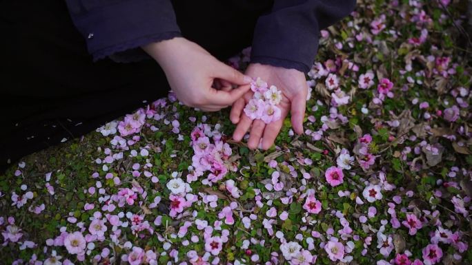 唯美 捡桃花春天花飘落 捡桃花 手拿桃花