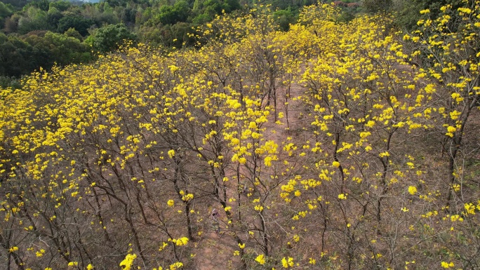 黄花风铃木