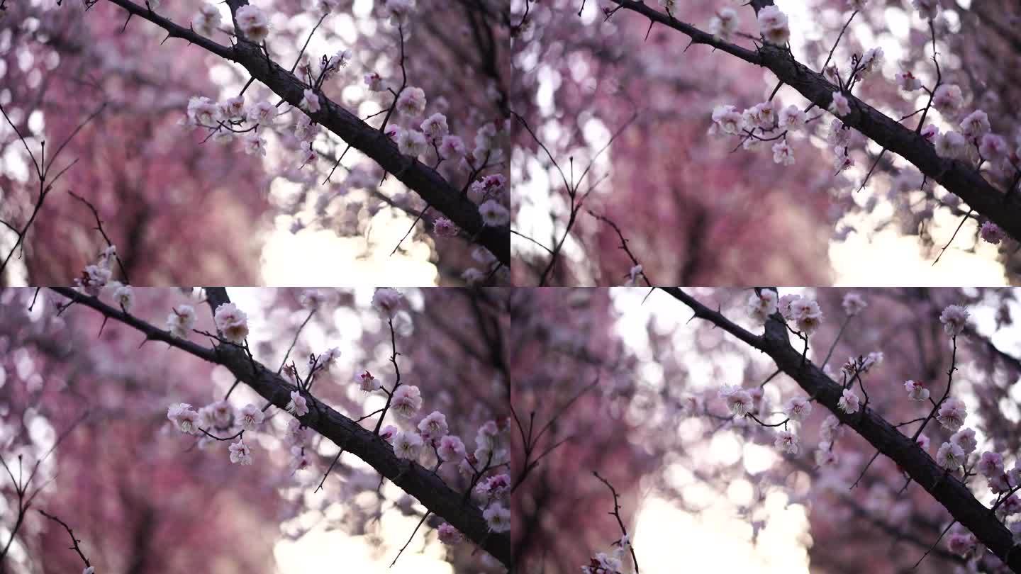 桃花源 桃花 古风 桃花飘 桃花盛开