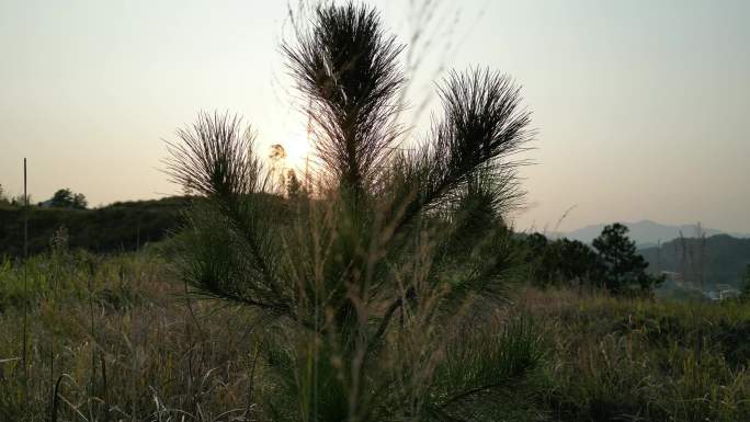 夕阳黄昏丛林光影