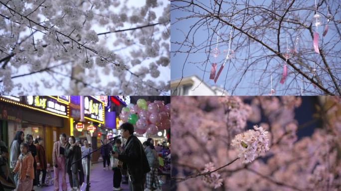 4K50帧常德高山街三月樱花城市街景人文