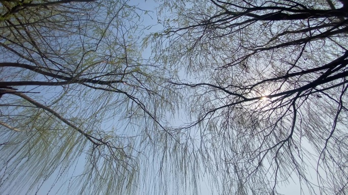 春天柳树发芽唯美空镜头