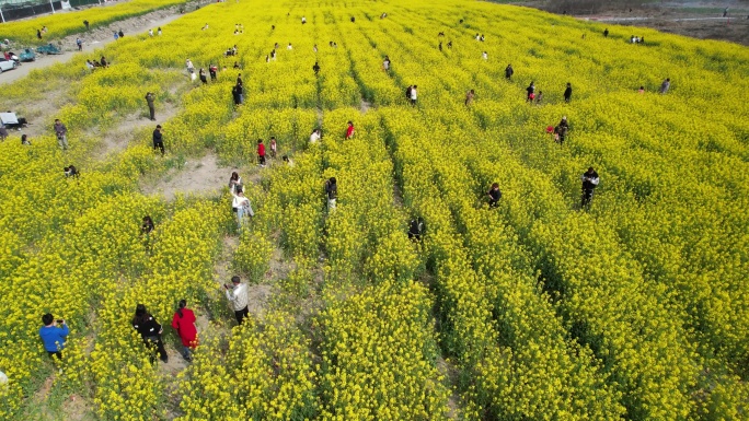 油菜花视频素材DJI_0616