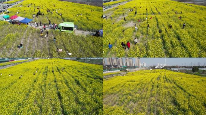 油菜花视频素材DJI_0616