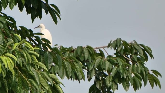 树上的白鹤