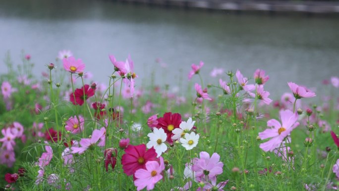 花海一大片花