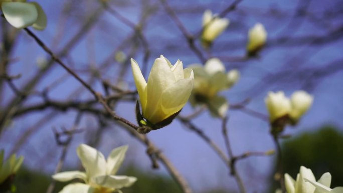 白玉兰  春暖花开 玉兰花开花