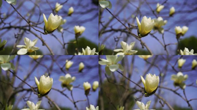 白玉兰  春暖花开 玉兰花开花