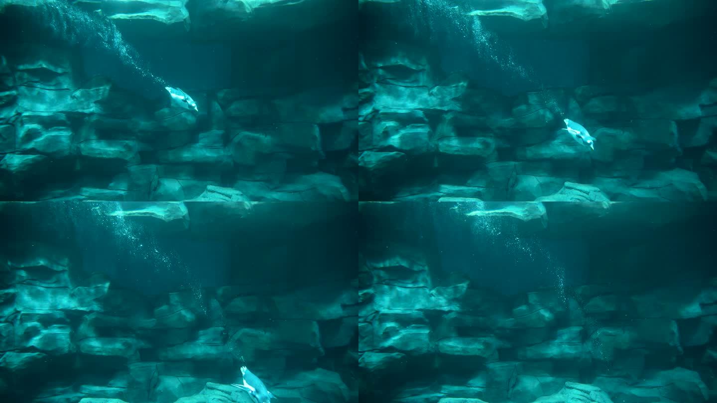 企鹅潜水下水游动慢动作