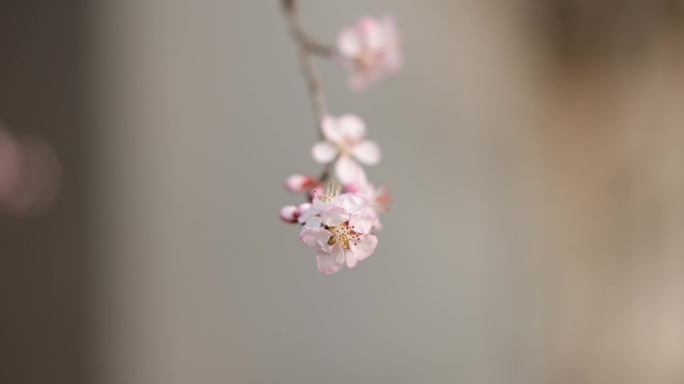 春天发芽开花