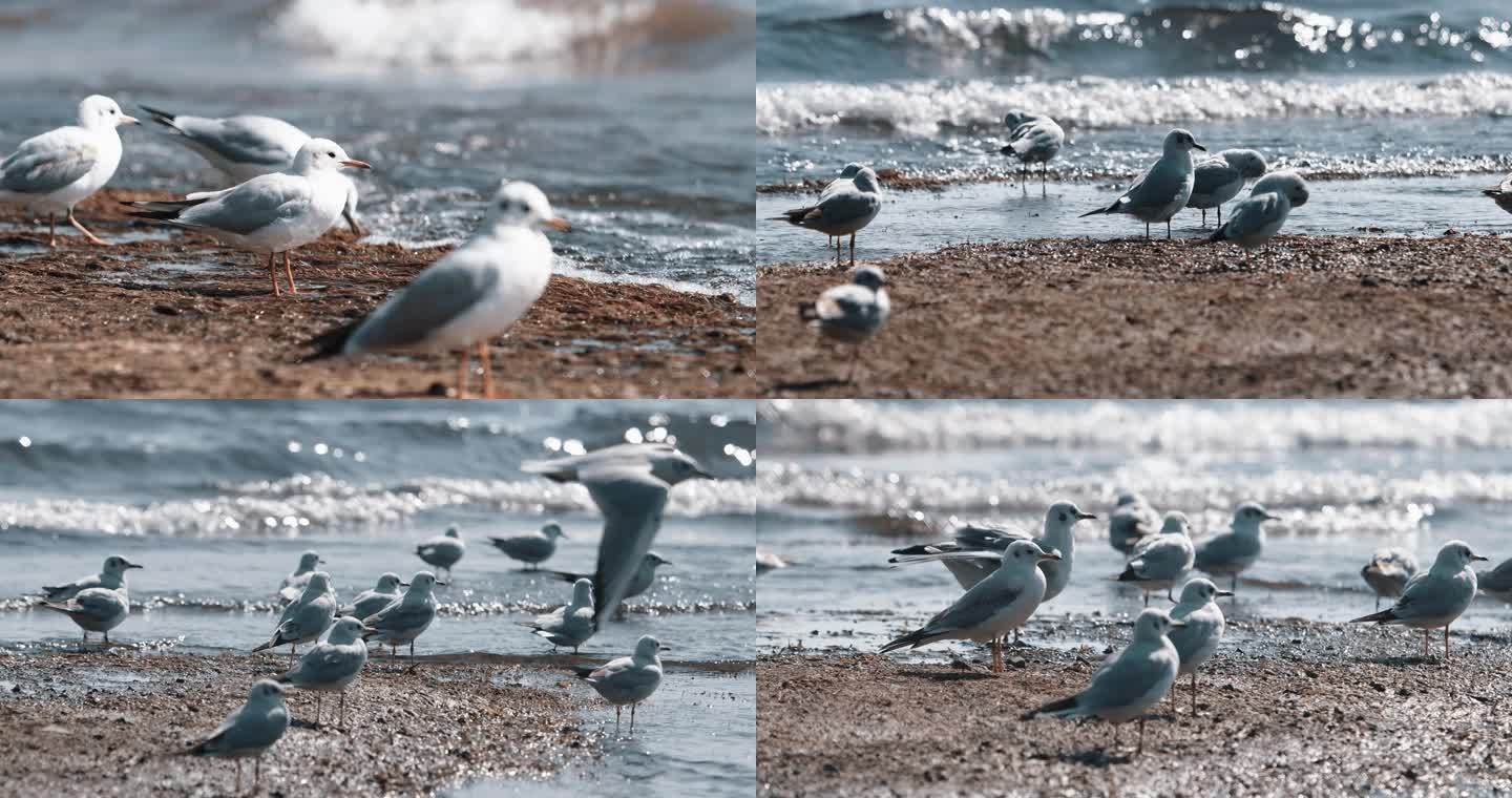 4k 实拍海鸥素材