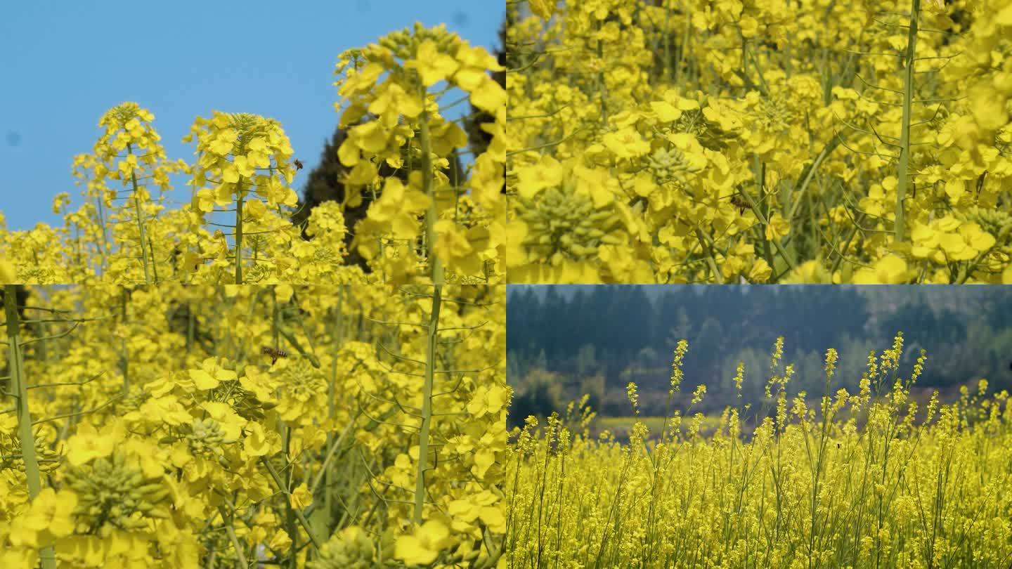 油菜花