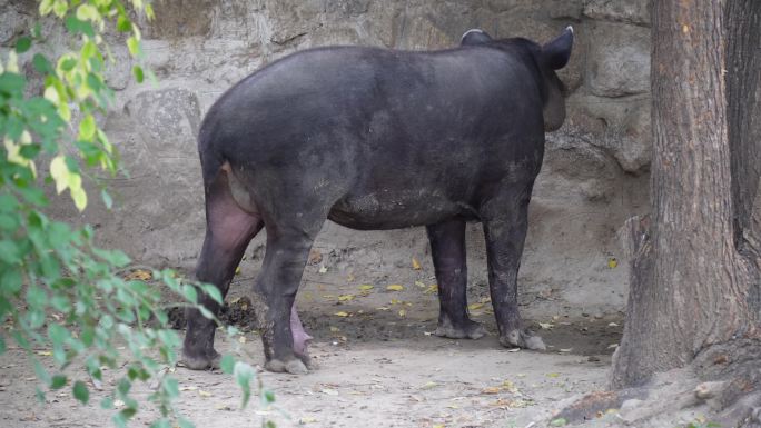 【镜头合集】动物园里的貘貘食梦兽2