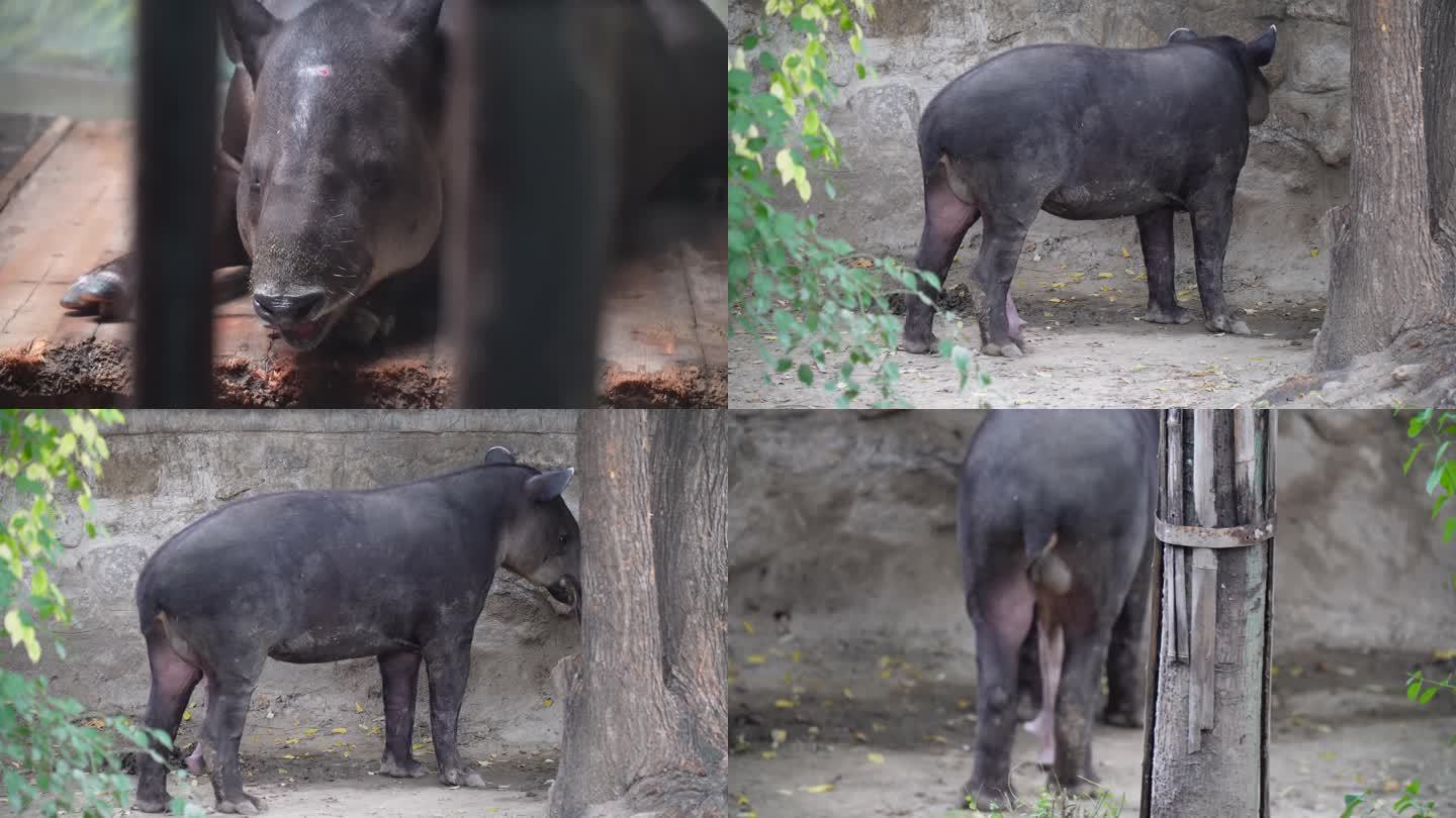 【镜头合集】动物园里的貘貘食梦兽2
