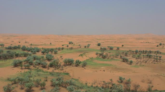 乌海沙漠沙枣树
