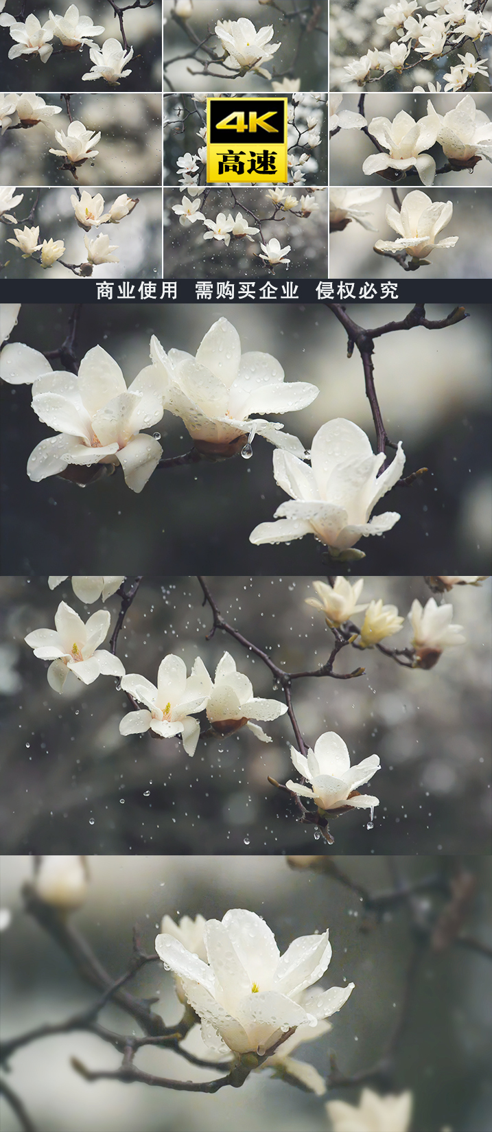 雨花开开花春天玉兰花意境雨水美学水滴滴水