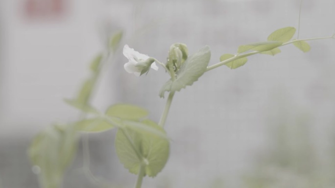 豌豆尖嫩芽_小白花_雨天随风摇曳_04