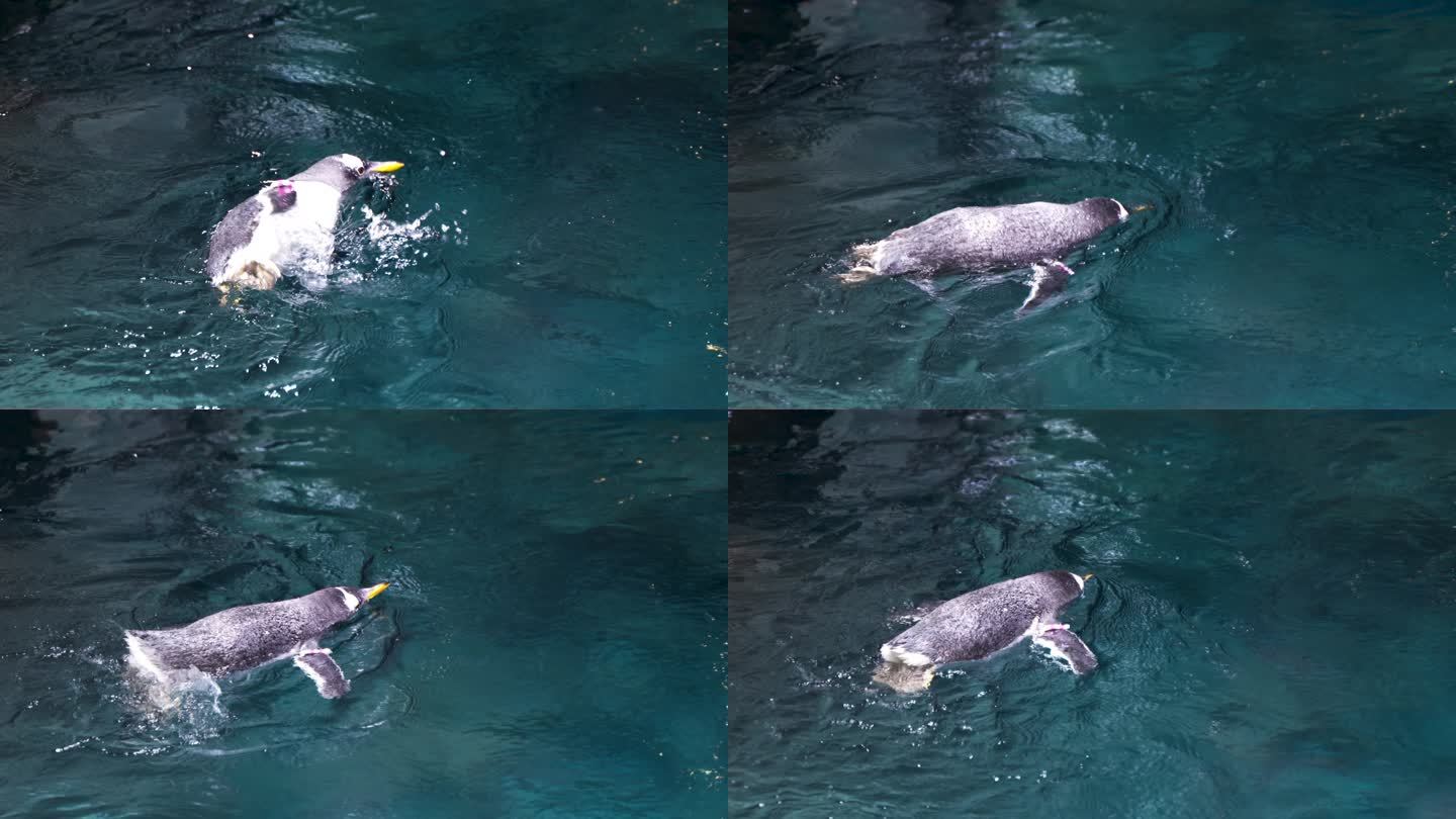 企鹅在水面游动玩耍