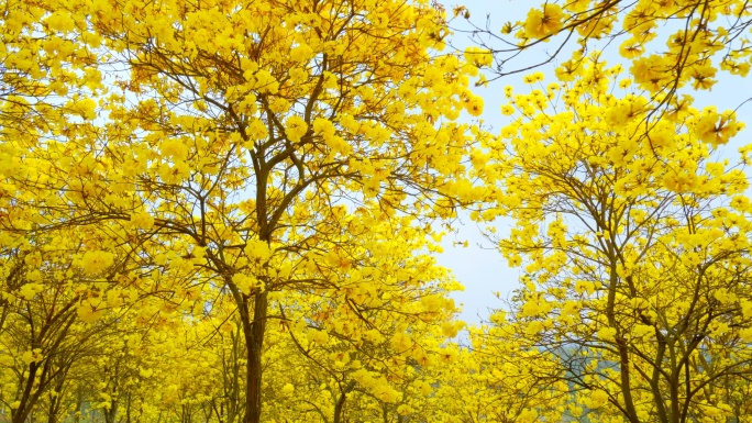 黄花风铃木