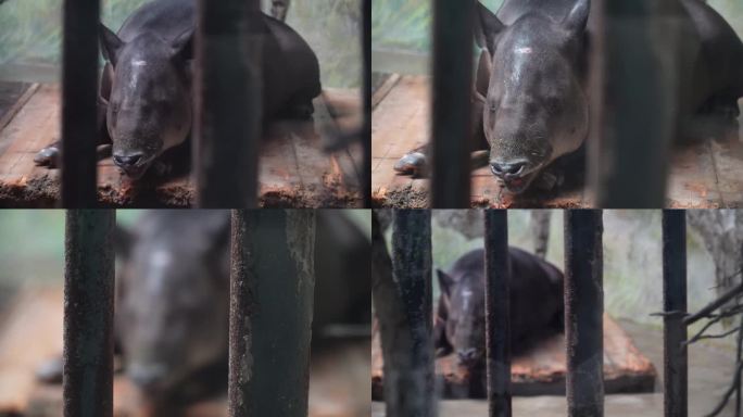 【镜头合集】动物园里的貘貘食梦兽1