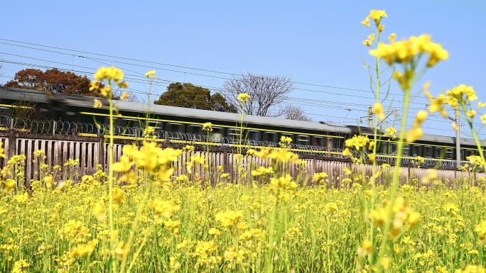 春天阳光下油菜花田旁驶过的绿皮火车